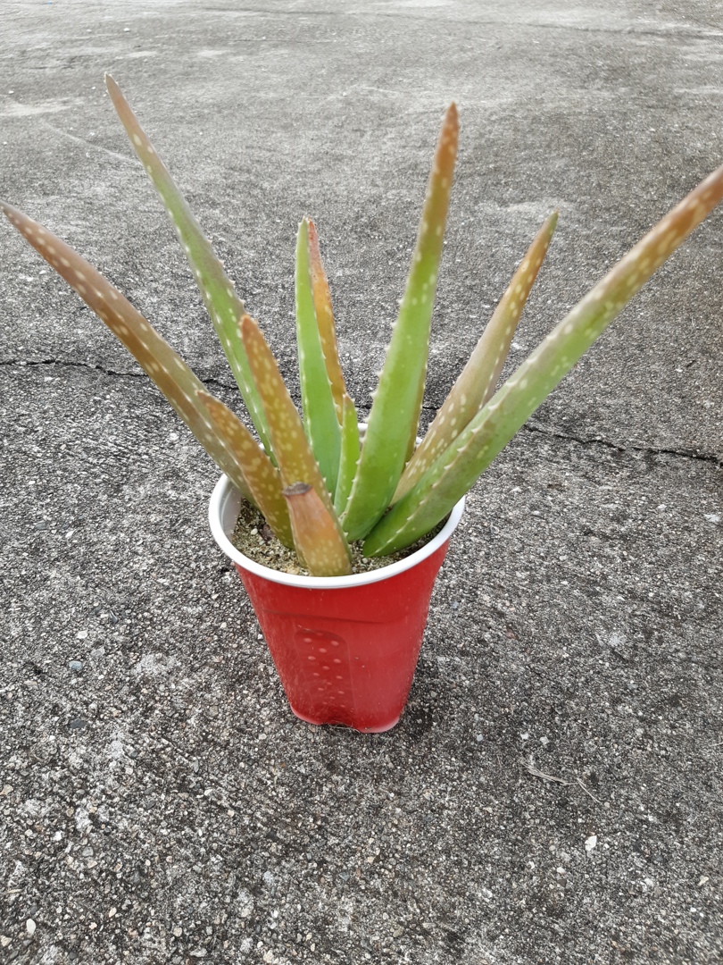 Aloe Vera for Sale - Buying & Growing Guide 