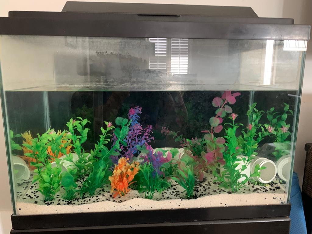 Sell fish 2024 tank online