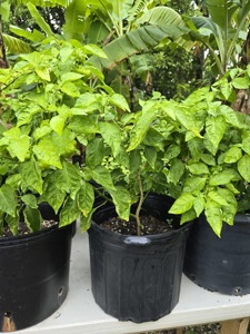 Scotch bonnet pepper - ecay